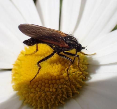 Réf. 205 247 : Empis tessellata