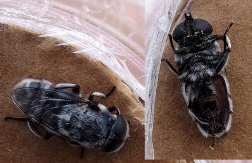Réf. 205 143 : Eumerus sp.