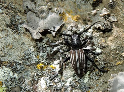 Iberodorcadion pyrenaeum