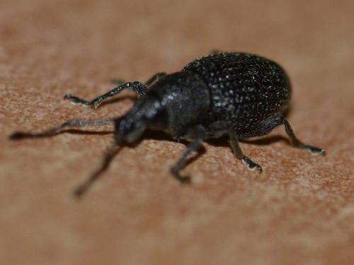 Otiorhynchus sp.