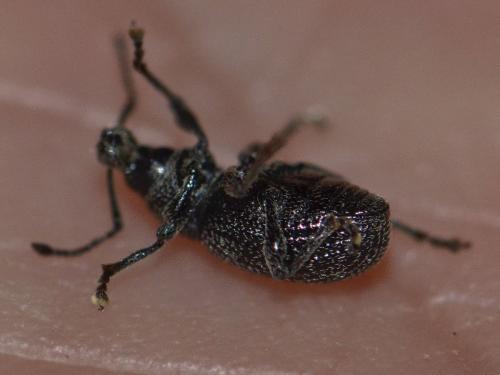 Otiorhynchus sp.