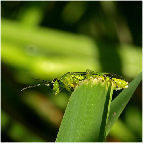 Réf. 205 166 : Rhogogaster sp.