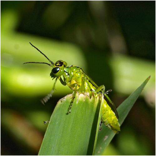 Réf. 205 168 : Rhogogaster sp.