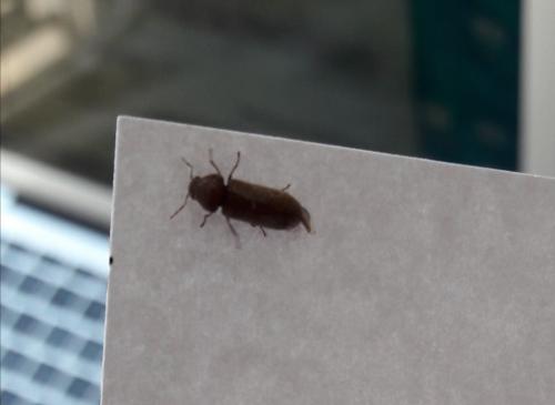 Oligomerus ptilinoides