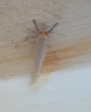 Eilema sp.