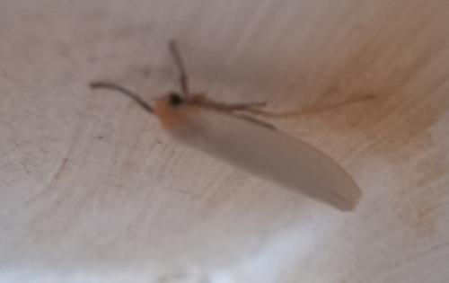 Eilema sp.