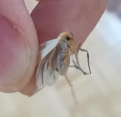 Eilema sp.