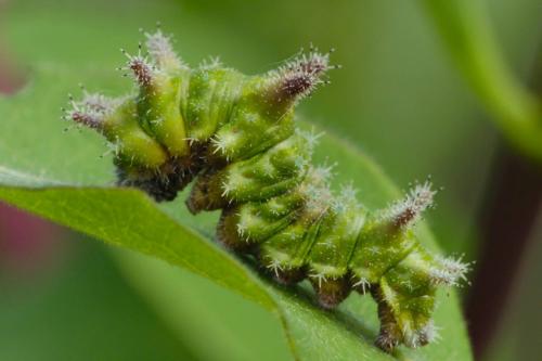 Limenitis reducta
