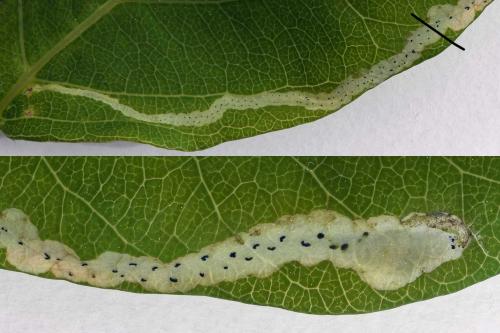 Aulagromyza hendeliana