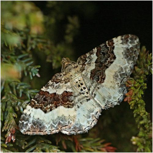 Epirrhoe (alternata-rivata)