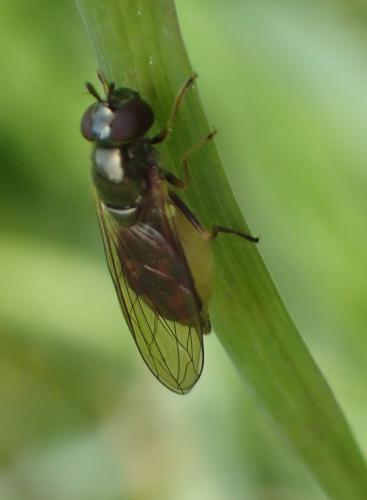 Melanostoma mellinum