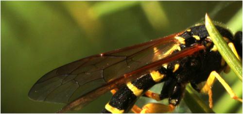 Metopius dentatus