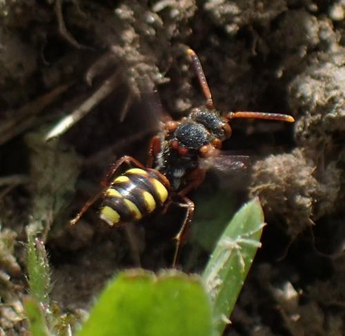 Réf. 205 281 : Nomada zonata