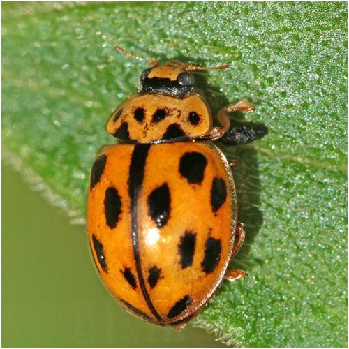 Propylea quatuordecimpunctata