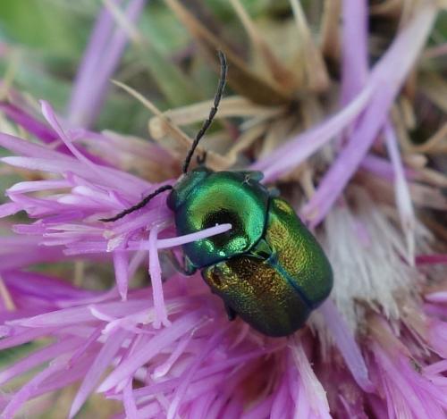 Cryptocephalus sp.