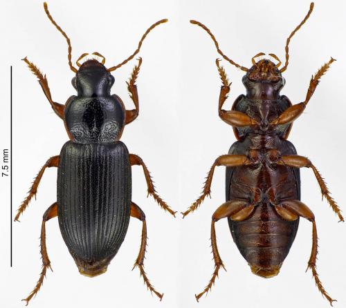 Ophonus subquadratus