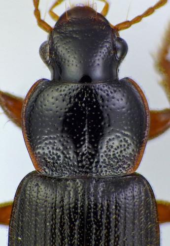 Ophonus subquadratus