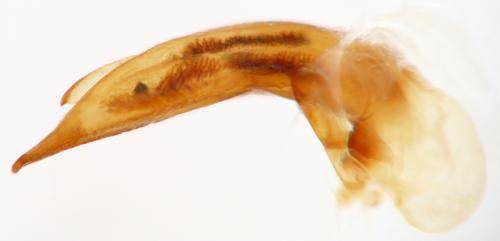Ophonus subquadratus