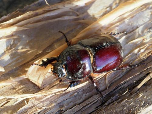Réf. 205 477 : Oryctes nasicornis