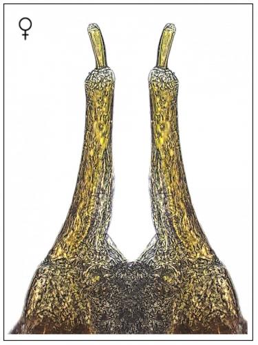 Leptelmis sp.
