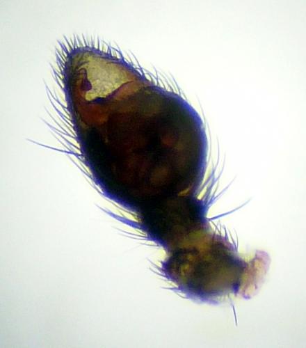 Réf. 205 872 : Callilepis schuszteri