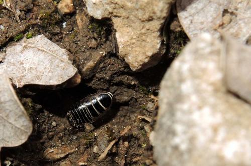 Réf. 205 222 : Phyllodromica danflousi
