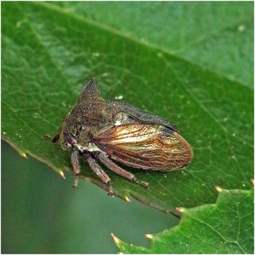 Centrotus cornutus