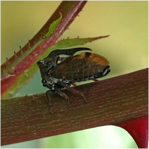Réf. 205 421 : Centrotus cornutus