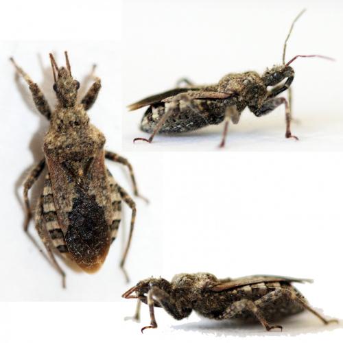 Réf. 205 207 : Coranus griseus