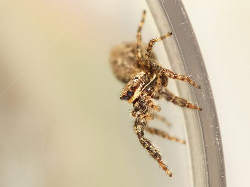 Marpissa muscosa