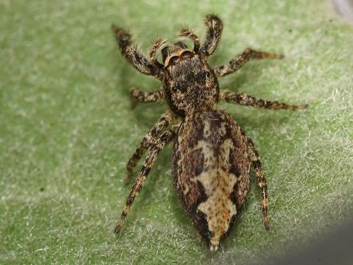 Marpissa muscosa