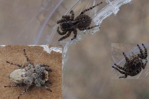 Asianellus sp.