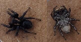 Asianellus sp.