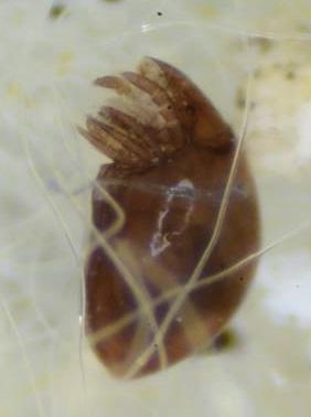 Mesotritia nuda