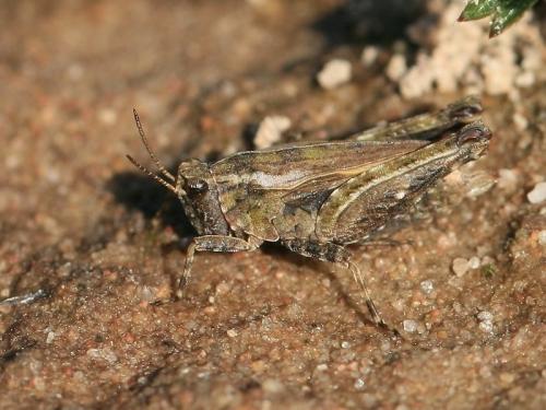 Réf. 205 499 : Tetrix undulata
