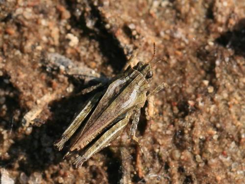 Réf. 205 500 : Tetrix undulata