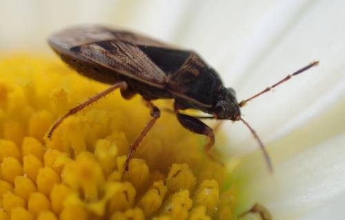 Réf. 205 398 : Trapezonotus ullrichi