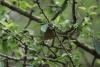 205937 – Photo : Limenitis78 – France (78)