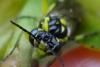 205485 – Photo : Philippe Defranoux – France (68)