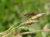 205463 – Photo : Maria Justamond – France (77)