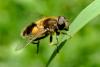 205730 – Photo : Guillaume Huot-Marchand – France (88)