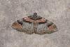 205663 – Photo : Michel Ehrhardt – France (68)