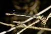 205883 – Photo : Guillaume Huot-Marchand – France (88)