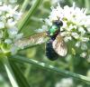205466 – Photo : ORCHALLAN – France (44)