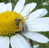 205601 – Photo : ORCHALLAN – France (44)
