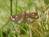 205633 – Photo : Dominique THAUVIN – France (45)