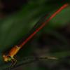 205321 – Photo : Olf – Madagascar