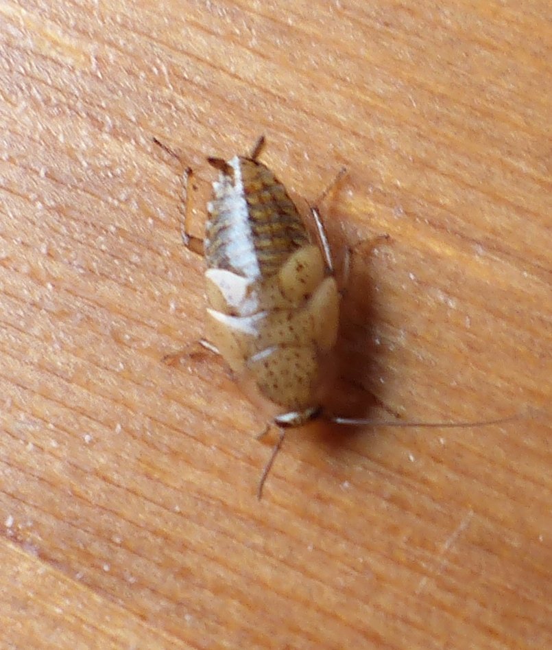 ORCHALLAN - Ectobius (Ectobius) pallidus - réf. 205926 (805 x 947 pixels, 143 ko)