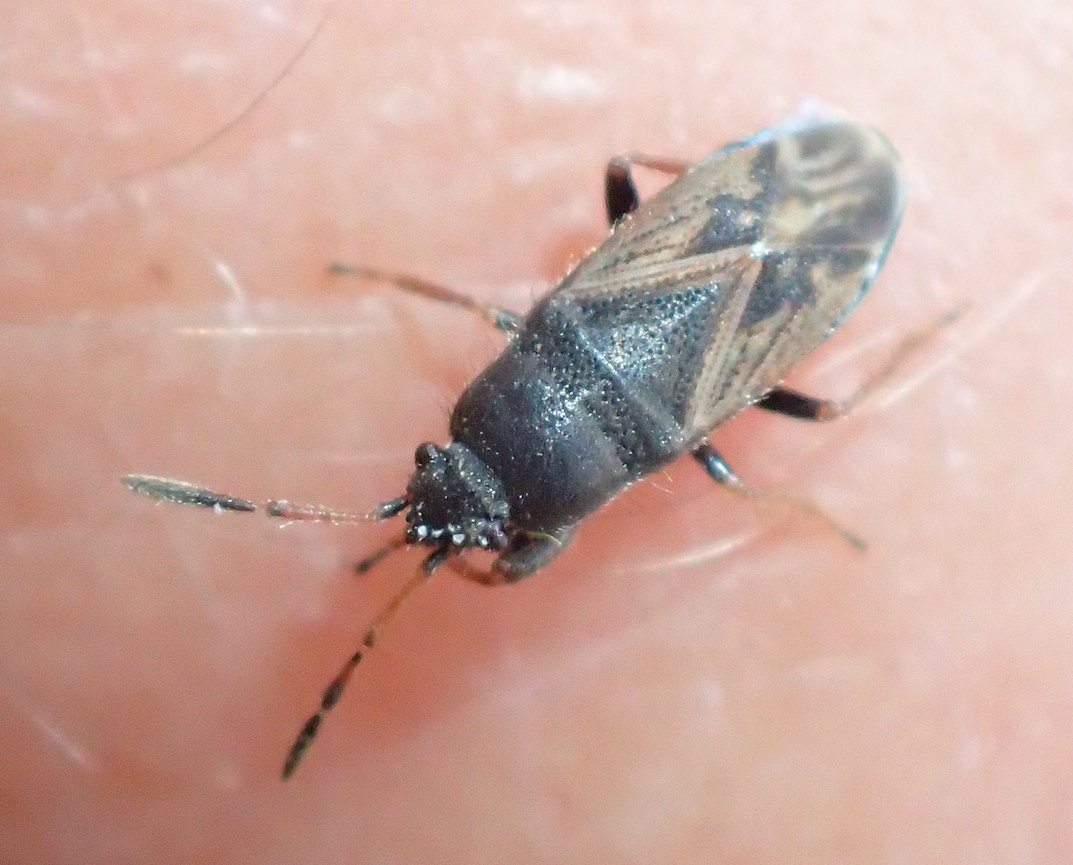 Catherine Reymonet-Smitten - Megalonotus (chiragra-sabulicola) - réf. 205908 (1073 x 865 pixels, 120 ko)