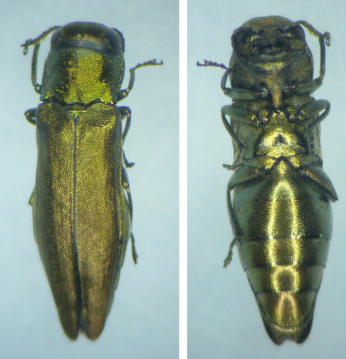 Mathurin CARNET - Agrilus (Xeragrilus) graecus - réf. 205917 (1158 x 1199 pixels, 204 ko)